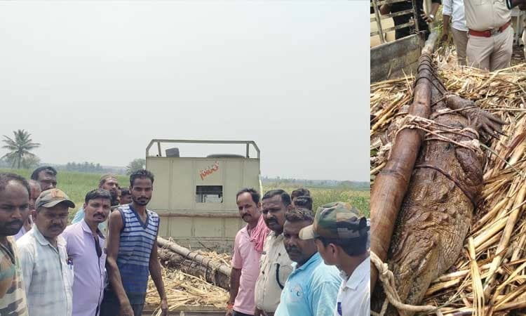 ಬಾವಿಗೆ ಬಿದ್ದ ಮೊಸಳೆ ರಕ್ಷಿಸಿ ಸುರಕ್ಷಿತ ಸ್ಥಳಕ್ಕೆ ರವಾನಿಸಿದ ಅರಣ್ಯ ಇಲಾಖೆ ಅಧಿಕಾರಿಗಳು