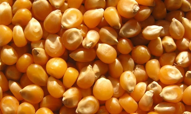 ಜೋಳ ಖರೀದಿ: ಹಗ್ಗ ಕೊಟ್ಟು ಕೈ ಕಟ್ಟಿಸಿಕೊಂಡ ಸರ್ಕಾರ