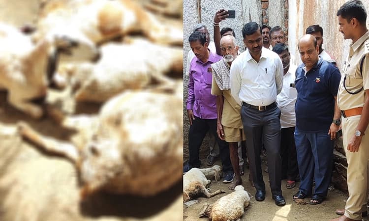 ಚಿರತೆಗಳ ದಾಳಿಗೆ 14 ಕುರಿಗಳ ಸಾವು : ಗ್ರಾಮಸ್ಥರಿಗೆ ಧೈರ್ಯ ತುಂಬಿದ ಉಪವಿಭಾಗಾಧಿಕಾರಿ