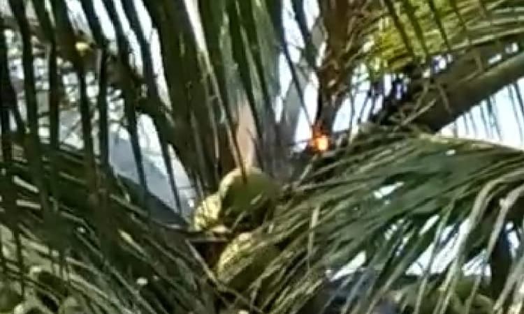 ಸಾಗರ : ವಿದ್ಯುತ್ ತಂತಿ ತಗುಲಿ ತೆಂಗಿನ ಮರಕ್ಕೆ ಬೆಂಕಿ