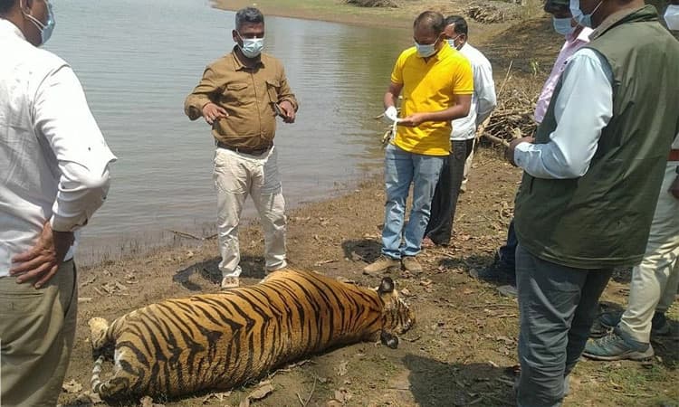 ಗುಂಡ್ಲುಪೇಟೆ : ಹೆಣ್ಣು ಹುಲಿ ಮೃತ ದೇಹ ಪತ್ತೆ