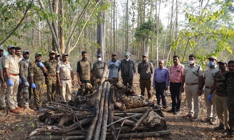ನಾಗರಹೊಳೆ ರಾಷ್ಟ್ರೀಯ ಉದ್ಯಾನವನದಲ್ಲಿ ಗಂಡು ಹುಲಿ ಶವ ಪತ್ತೆ