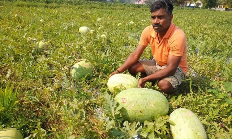 ಕೃಷಿ ಕಾಯಕಕ್ಕಿಳಿದ ಫುಟ್ಬಾಲ್‌ ಆಟಗಾರ : ಅಂದು ಫುಟ್ಬಾಲ್‌ ಆಟಗಾರ ಇಂದು ಕಲ್ಲಂಗಡಿ ಬೆಳೆಗಾರ