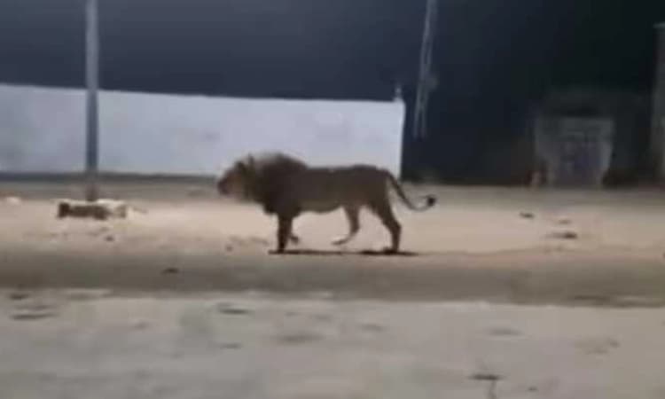 Watch Viral Video; ಕಾಡಿನಲ್ಲಿ ಮಾತ್ರ ರಾಜ…ಆದರೆ ನಾಡಲ್ಲಿ…ಸಿಂಹ V/S ಬೀದಿನಾಯಿ