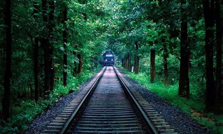 ರಾತ್ರಿ ವೇಳೆ ದಟ್ಟ ಅರಣ್ಯಗಳಲ್ಲಿ ರೈಲಿನ ವೇಗಕ್ಕೆ ವನ್ಯಪ್ರಾಣಿಗಳ ಸಾವು