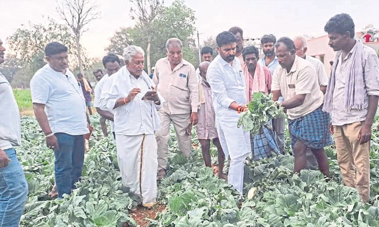 ಆಲಿಕಲ್ಲು ಮಳೆಗೆ ಸಾವಿರಾರು ಎಕರೆ ಬೆಳೆ ಹಾನಿ