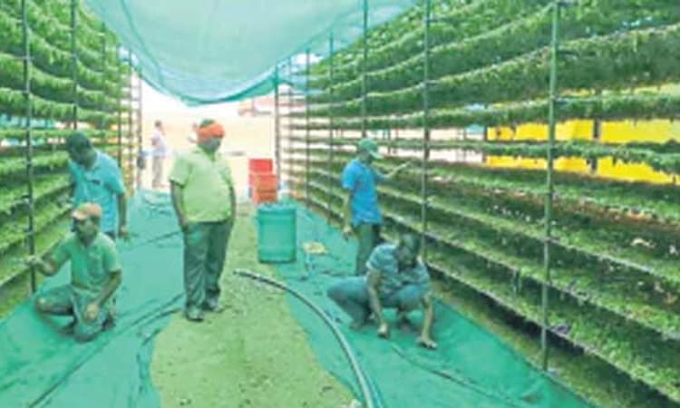 ಅಕಾಲಿಕ ಮಳೆಗೆ ಕೊಳೆಯುತ್ತಿದೆ ದ್ರಾಕ್ಷಿ ಬೆಳೆ; ವಿಜಯಪುರ ಜಿಲ್ಲೆ ಅನ್ನದಾತರು ಕಂಗಾಲು