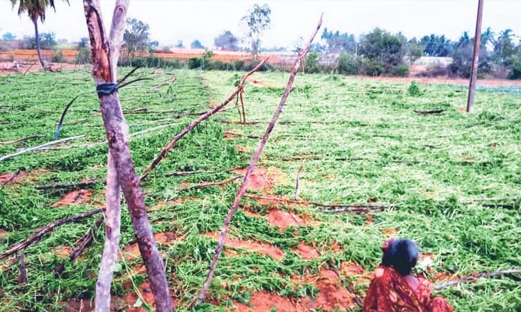 ಅಕಾಲಿಕ ಆಲಿಕಲ್ಲು ಮಳೆಗೆ ನೆಲಕಚ್ಚಿದ ಬೆಳೆ