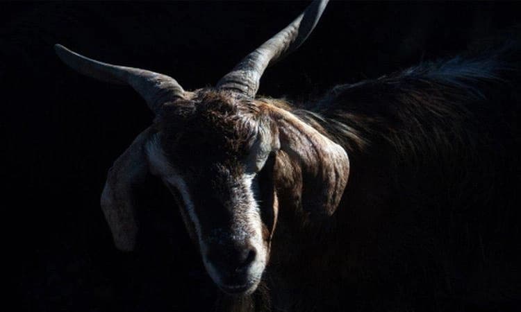 ಐತ್ತೂರು: ಮರದ ಕೊಂಬೆಯಲ್ಲಿ ಆಡಿನ ಕಳೇಬರ ಪತ್ತೆಚಿರತೆ ದಾಳಿಯ ಶಂಕೆ; ಆತಂಕದಲ್ಲಿ ಗ್ರಾಮಸ್ಥರು