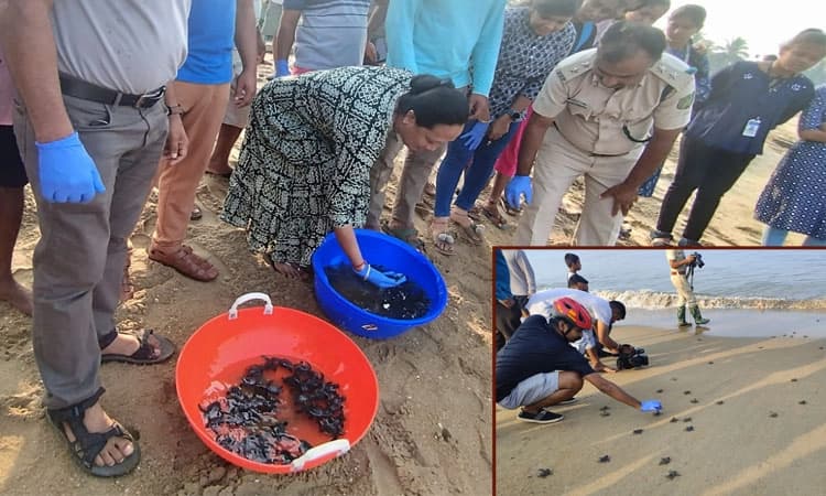 ಕಡಲು ಸೇರಿದ 106 ಆಲೀವ್ ರಿಡ್ಲೆ ಜಾತಿಯ ಆಮೆ ಮರಿಗಳು