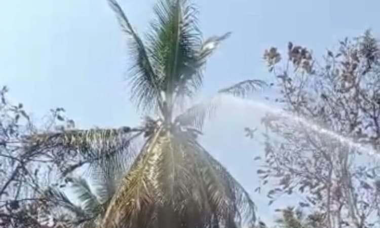 ಜೆಡಿಎಸ್ ಮುಖಂಡನ ತೋಟದಲ್ಲಿ ಬೆಂಕಿ; ಬೆಲೆ ಬಾಳುವ ಮರಗಳು ಭಸ್ಮ