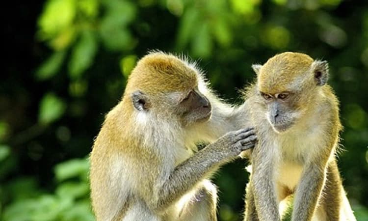 ಮಲೆನಾಡಲ್ಲಿ ಮಂಗನ ಕಾಯಿಲೆ ಹೆಚ್ಚಳ ಭೀತಿ; ಮೂರು ದಿನದಲ್ಲಿ ಮತ್ತೊಬ್ಬರಿಗೆ ಸೋಂಕು