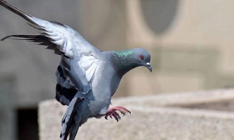 ಒಡಿಶಾದಲ್ಲಿ ಮತ್ತೊಂದು ಶಂಕಿತ ಗೂಢಚಾರಿಕೆ ಪಾರಿವಾಳ ಪತ್ತೆ; ತನಿಖೆ