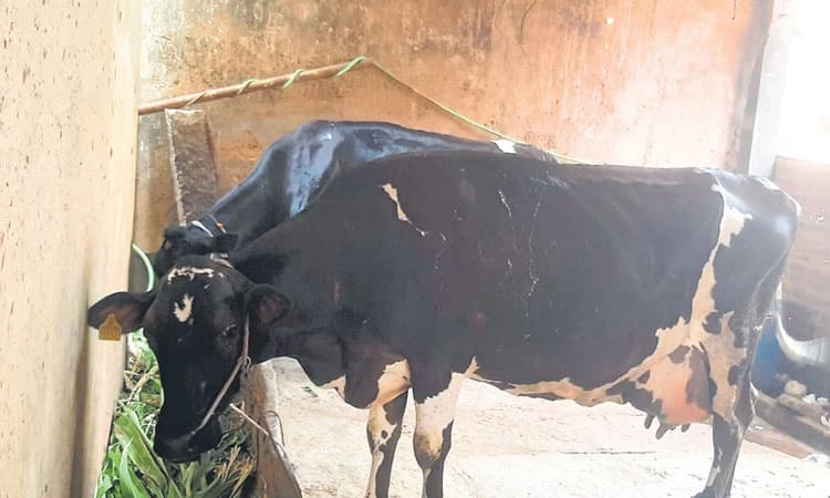 ಬೇಸಿಗೆ ಬೆನ್ನಲ್ಲೇ  ಹಾಲಿನ ಉತ್ಪಾದನೆ ಕುಸಿತ