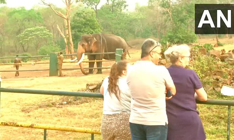 ಆಸ್ಕರ್ ಪ್ರಭಾವ; ಪ್ರವಾಸಿಗರ ನೆಚ್ಚಿನ ತಾಣವಾಯ್ತು ಮದುಮಲೈ ತೆಪ್ಪಕಾಡು ಆನೆ ಬಿಡಾರ