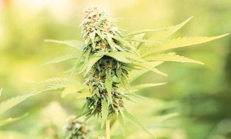 “ಗೇಟ್‌ ವೇ ಆಫ್ ಡ್ರಗ್ಸ್‌’ ಬಗ್ಗೆ ಜಾಗೃತಿಯೇ ಕಡಿವಾಣ