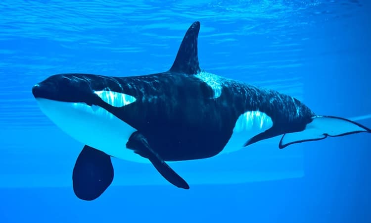 40 ವರ್ಷ ಸೆರೆವಾಸದಲ್ಲಿದ್ದ “ಕಿಲ್ಲರ್‌ ತಿಮಿಂಗಿಲ’ ಸಾವು