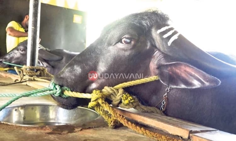 ಕಂಬಳ ವೀರ “ದೂಜೆ’ ಅಸ್ವಸ್ಥ; ಅಭಿಮಾನಿಗಳಲ್ಲಿ ಬೇಸರ… ವಾಮಾಚಾರದ ಶಂಕೆ