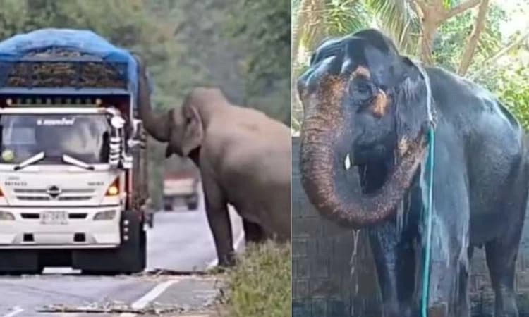 ಆನೆಯ ಬುದ್ಧಿವಂತಿಕೆಗೆ ಸಲಾಂ…ನೀರಿನ ಪೈಪ್ ಬಳಸಿ ಸ್ನಾನ ಮಾಡೋ ಆನೆಯ ವಿಡಿಯೋ ವೈರಲ್