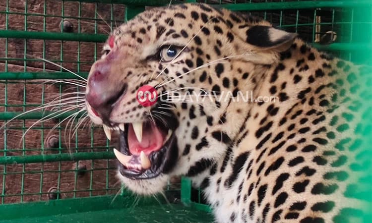 ಮಾಲಾಡಿ ಅರೆಬೈಲು: ಆಪರೇಷನ್‌ ಚೀತಾ ಕಾರ್ಯಾಚರಣೆ ಯಶಸ್ವಿ