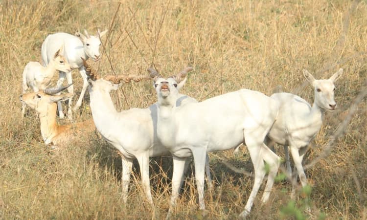 ಪಿಲಿಕುಳದ ಮೃಗಾಲಯಕ್ಕೆ ಅಪರೂಪದ ಮೃಗಗಳ ಸೇರ್ಪಡೆ