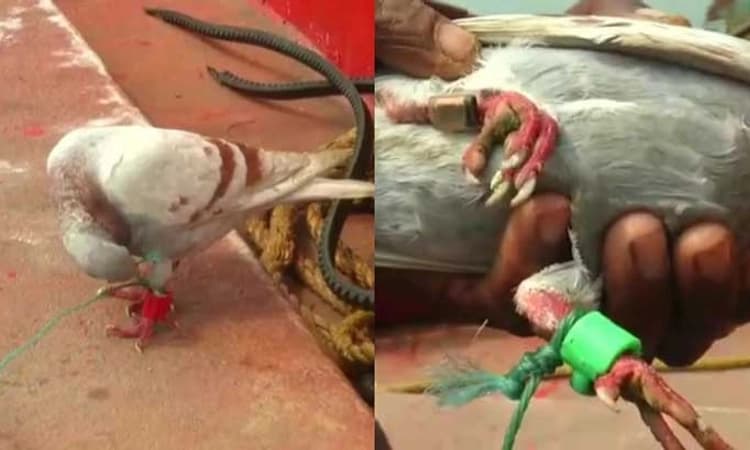 ‘Spy’ Pigeon; ಕಾಲಿನಲ್ಲಿ ಕ್ಯಾಮರಾ, ಮೈಕ್ರೋಚಿಪ್…ಬೋಟ್ ನಲ್ಲಿ “ಗೂಢಚಾರಿ” ಪಾರಿವಾಳ ಪತ್ತೆ!