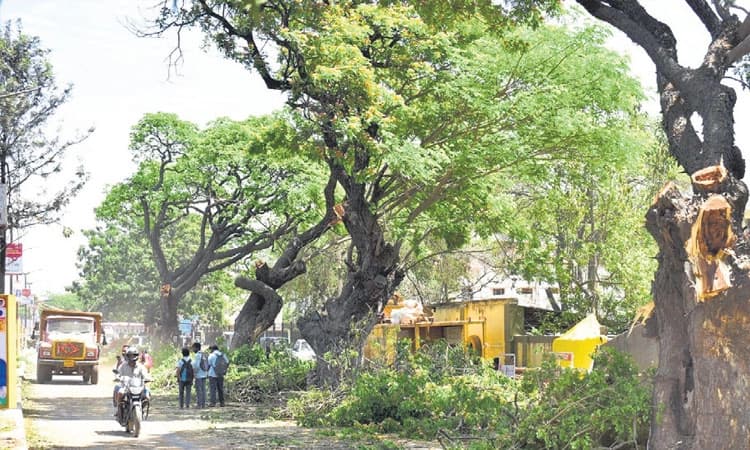 ಮೋದಿ ರೋಡ್‌ ಶೋಗಾಗಿ ಮರದ ಕೊಂಬೆ ಕಟಾವು