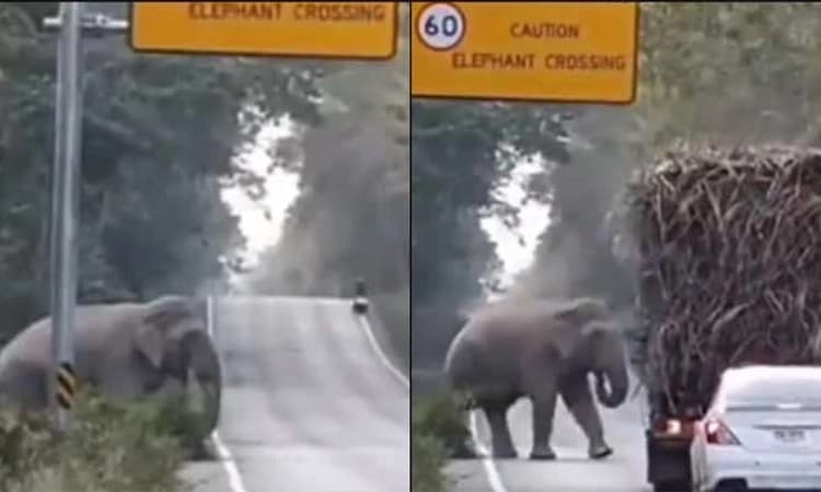 ಕಬ್ಬಿನ ಲಾರಿ ನಿಲ್ಲಿಸಿ ಮುಂದೆ ಹೋಗಿ…Toll Tax Collector ಆನೆಯ ವೈರಲ್ ವಿಡಿಯೋ ವೀಕ್ಷಿಸಿ..