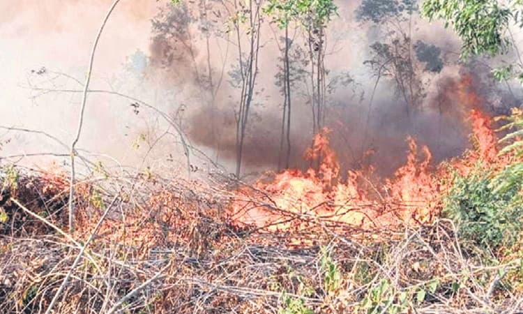 ಪಶ್ಚಿಮಘಟ್ಟ,ಗುಡ್ಡಗಾಡುಗಳಿಗೆ ಕಾಳ್ಗಿಚ್ಚು ಭೀತಿ