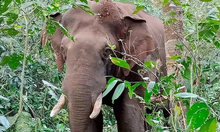 ಐನೆಕಿದು: ತೋಟಕ್ಕೆ ಕಾಡಾನೆ ಲಗ್ಗೆ; ಹಾನಿ