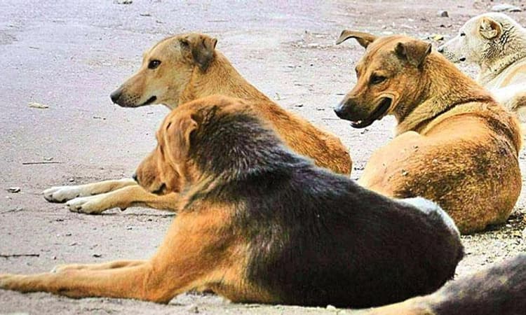 ಬೀದಿ ಶ್ವಾನಗಳನ್ನು ಅಸ್ಸಾಂಗೆ ಕಳುಹಿಸಿ !