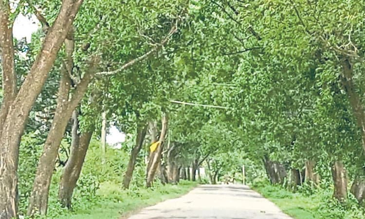 ರಸ್ತೆಗೆ ಬಾಗಿದ ಮರದ ಕೊಂಬೆಗಳು