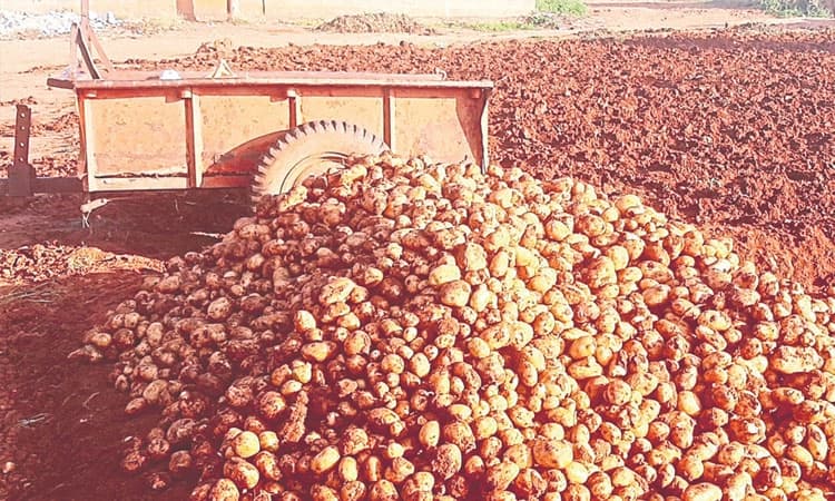 ಆಲೂಗಡ್ಡೆ ಬೆಲೆ ಕುಸಿತ: ಬೆಳೆಗಾರರಿಗೆ ಸಂಕಷ್ಟ