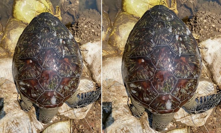 ಕಾರವಾರ ಸಾಗರ ಜೀವಶಾಸ್ತ್ರ ವಿಭಾಗದಲ್ಲಿ ಹಸಿರಾಮೆ ಮೃತ ದೇಹ ಸಂರಕ್ಷಣೆ