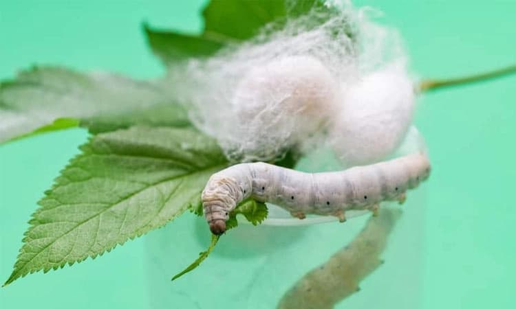 ತಾಲೂಕು ರೇಷ್ಮೆ ಇಲಾಖೆ ಕಚೇರಿಗಳಿಗೆ ಬೀಗ