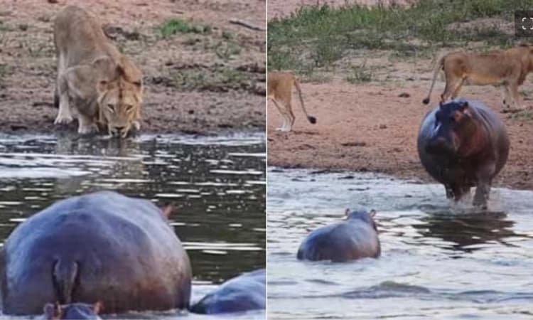 Watch Viral Video: ನೀರು ಕುಡಿಯಲು ಬಂದ ಸಿಂಹಕ್ಕೆ ಸಡ್ಡು ಹೊಡೆದ ನೀರು ಕುದುರೆ…