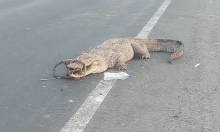 ಕೊಲ್ಹಾರ ಸೇತುವೆ ಮೇಲೆ ಬಾಯಿಗೆ ಹಗ್ಗ ಕಟ್ಟಿದ ಸ್ಥಿತಿಯಲ್ಲಿ ಮೊಸಳೆ ಪತ್ತೆ