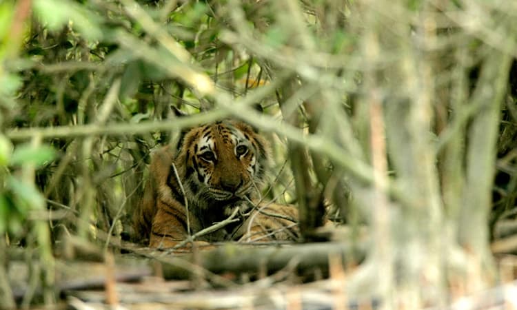 ಮಡಿಕೇರಿ: ತೋಟದಲ್ಲಿ ಕಾಡುಕೋಣವನ್ನು ಬೇಟೆಯಾಡಿದ ವ್ಯಾಘ್ರ