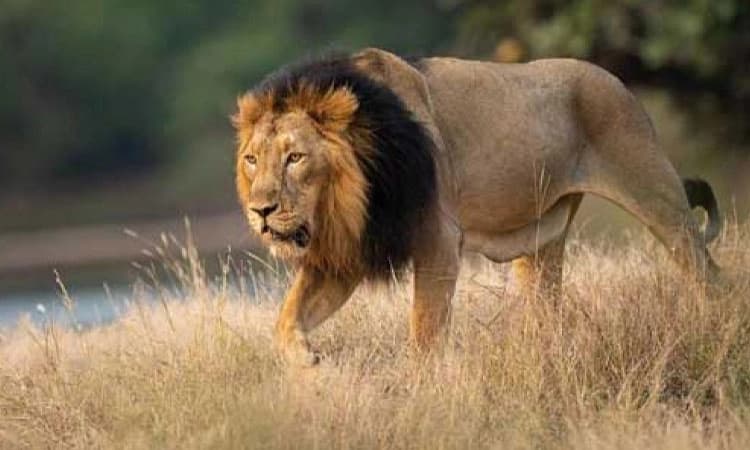 ಗಿರ್‌ ಅಭಯಾರಣ್ಯದಲ್ಲಿ ಎರಡು ವರ್ಷಗಳಲ್ಲಿ 240 ಕ್ಕೂ ಹೆಚ್ಚು ಸಿಂಹಗಳ ಸಾವು