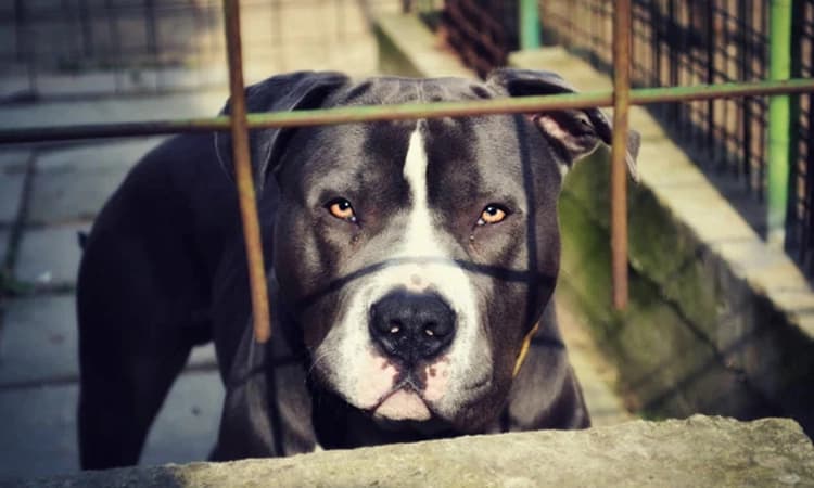 ಆಟವಾಡುತ್ತಿರುವ ವೇಳೆ ಕಚ್ಚಿದ ಸಾಕು ನಾಯಿ: 6 ವರ್ಷದ ಬಾಲಕಿಯ ಮುಖಕ್ಕೆ 1000 ಹೊಲಿಗೆ