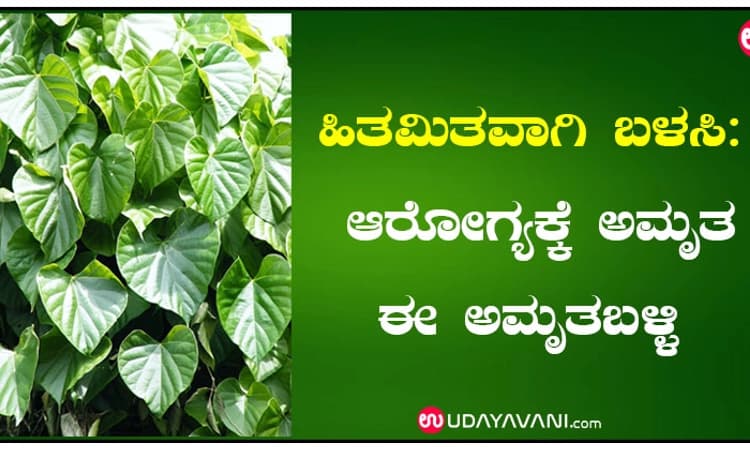 ಹಿತಮಿತವಾಗಿ ಬಳಸಿ: ಆರೋಗ್ಯಕ್ಕೆ ಅಮೃತ ಈ ಅಮೃತಬಳ್ಳಿ