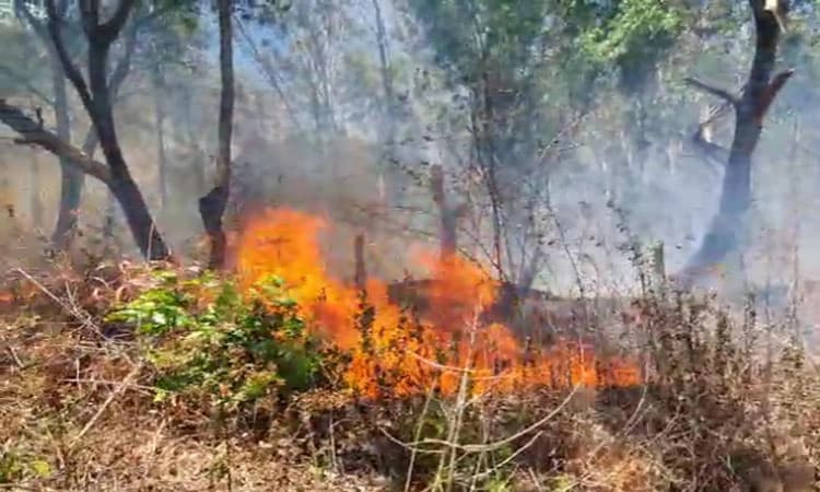 ನೀಲಗಿರಿ ಅರಣ್ಯಕ್ಕೆ ಬೆಂಕಿ : ಬೆಂಕಿ ನಂದಿಸಲು ಹರಸಾಹಸ