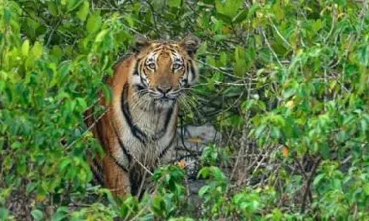 ಹಾಡಹಗಲೇ ರಸ್ತೆಯಲ್ಲಿ ಹುಲಿ ಸಂಚಾರ: 2 ಹಸುಗಳು ಬಲಿ