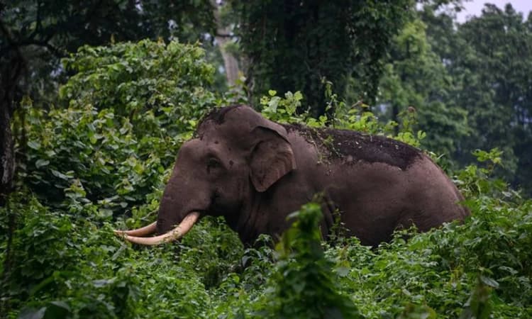 ನೂಜಿಬಾಳ್ತಿಲದಲ್ಲಿ ಕಾಡಾನೆ ಪತ್ತೆ: ಶೋಧ ಕಾರ್ಯ ಚುರುಕು