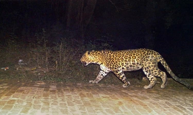 ಚಿರತೆಗೆ ಆಹಾರವಾದ ಅಂಗಳದಲ್ಲಿದ್ದ ನಾಯಿ !
