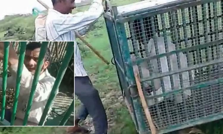 ಚಿರತೆ ಹಿಡಿಯಲೆಂದು ಬೋನಿನೊಳಗೆ ಕೋಳಿ ಇಟ್ಟರೆ… ಅದಕ್ಕೆ ಕನ್ನ ಹಾಕಲು ಹೋಗಿ ತಾನೇ ಬಂಧಿಯಾದ