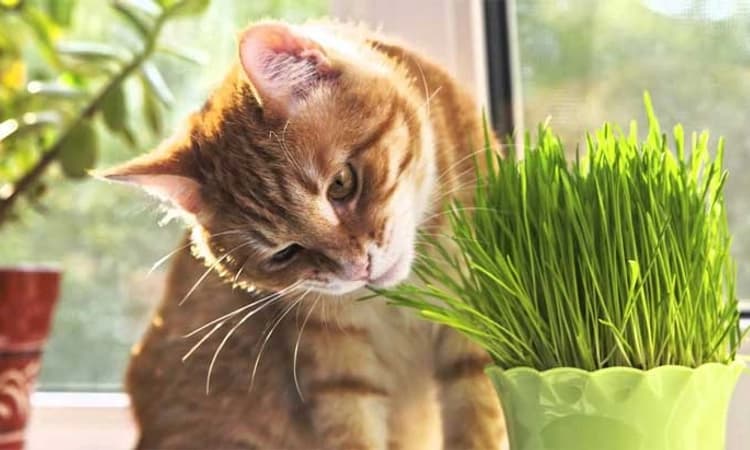 ಬೆಕ್ಕುಗಳು ಆಗಾಗಾ ಹುಲ್ಲು ತಿನ್ನುವುದೇಕೆ? ಹುಲ್ಲಿನಿಂದ ಬೆಕ್ಕುಗಳಿಗೆ ಆರೋಗ್ಯ ಲಾಭವಿದೆಯೇ…