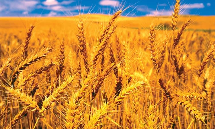 ಬಿಸಿಯನ್ನು ತಾಳಿಕೊಳ್ಳಬಲ್ಲ ಗೋಧಿ ತಳಿ ಅಭಿವೃದ್ಧಿ: ಐಸಿಎಆರ್‌ನ ಹೊಸ ಸಂಶೋಧನೆ