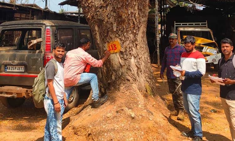 ಪುಂಜಾಲಕಟ್ಟೆ-ಚಾರ್ಮಾಡಿ ರಾ. ಹೆದ್ದಾರಿ ಅಭಿವೃದ್ಧಿ: ಧರೆಗೆ ಉರುಳಲಿವೆ 5,494 ವೃಕ್ಷರಾಶಿ!