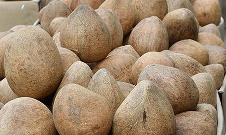 ಮಂಗಳೂರು: ಬೆಂಬಲ ಬೆಲೆ ಯೋಜನೆಯಡಿ ಉಂಡೆ ಕೊಬ್ಬರಿ ಖರೀದಿ ಆರಂಭ